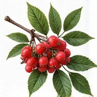Berberys